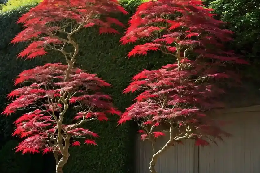 Acer palmatum ‘ornatum’ (laceleaf japanese maple)