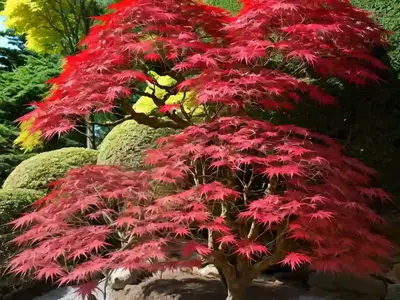 Acer Palmatum ‘Osakazuki’ (Japanese Maple)