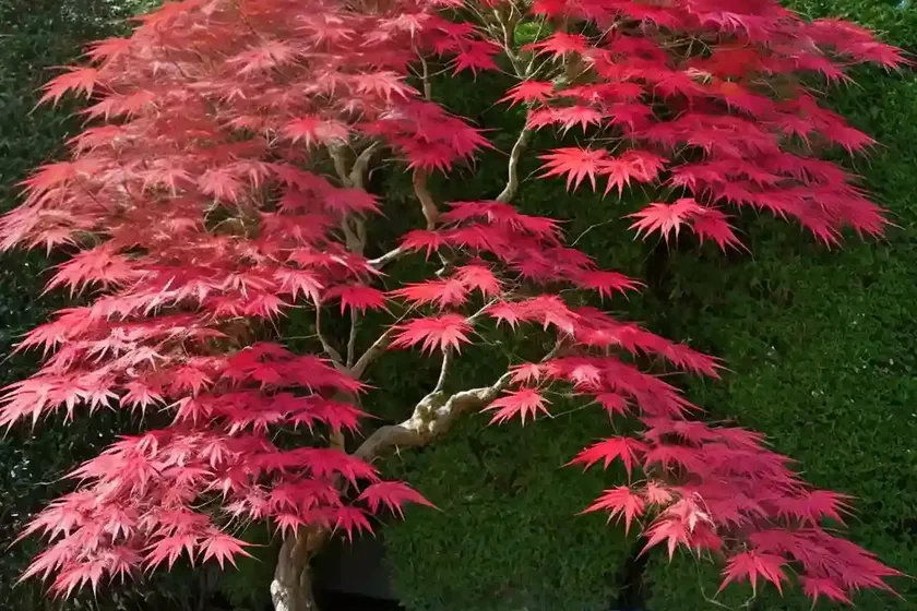 Acer palmatum ‘pixie’ (japanese maple) — photo 2
