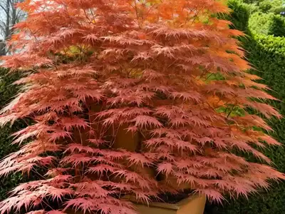 Acer Palmatum ‘Sango-Kaku’ (Coral Bark Maple)