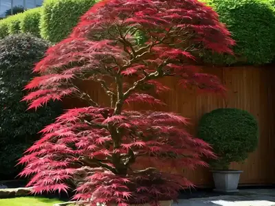 Acer Palmatum ‘Seiryu’ (Laceleaf Japanese Maple)