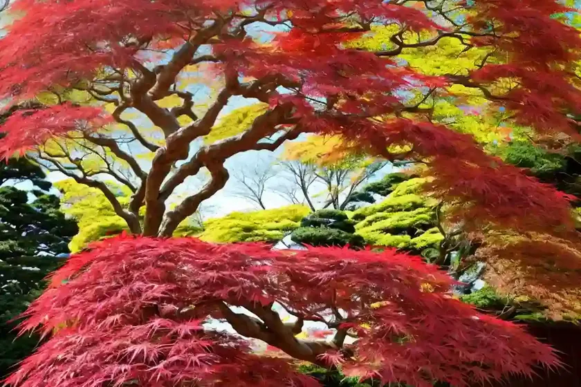Acer palmatum ‘shin-deshojo’ (japanese maple) — photo 3
