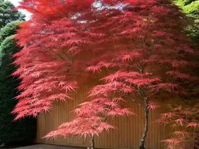 Acer Palmatum ‘Shin-Deshojo’ (Japanese Maple)