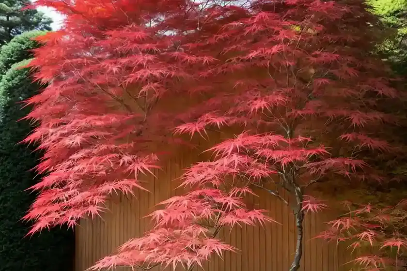 Acer palmatum ‘shin-deshojo’ (japanese maple)