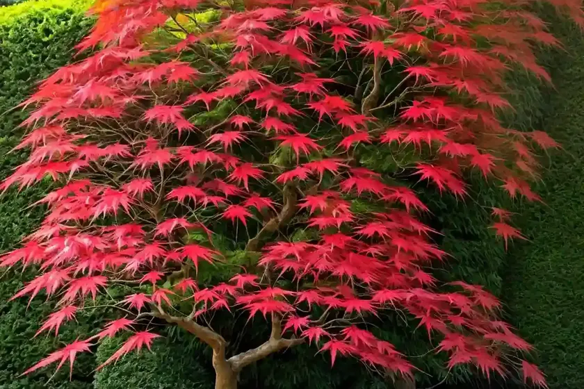 Acer palmatum ‘skeeter’s broom’ (japanese maple) — photo 2