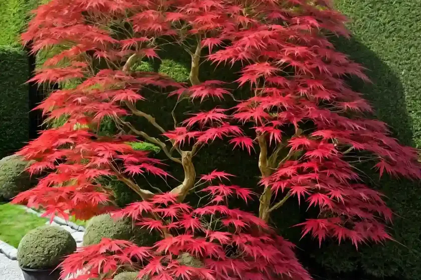Acer palmatum ‘skeeter’s broom’ (japanese maple) — photo 3