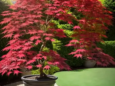 Acer Palmatum ‘Skeeter’s Broom’ (Japanese Maple)