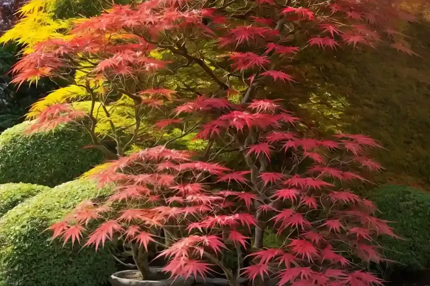 Acer Palmatum ‘Sumi-Nagashi’ (Japanese Maple) — photo 2