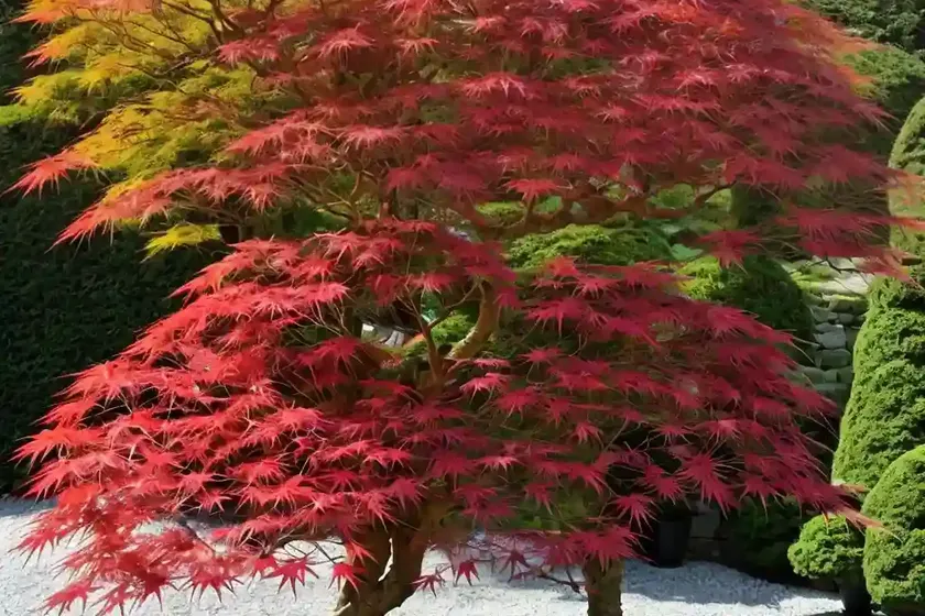 Acer palmatum ‘tamukeyama’ (japanese maple) — photo 3