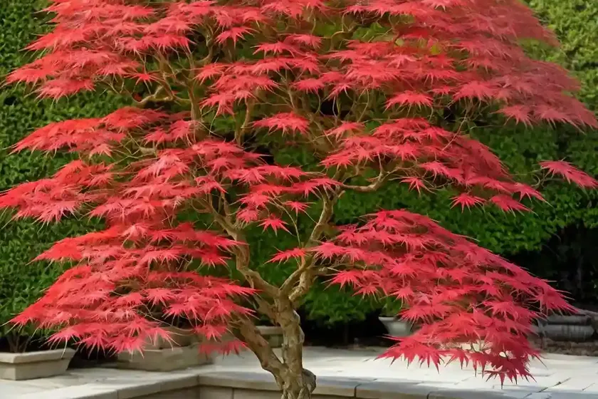 Acer palmatum ‘trompenburg’ (japanese maple) — photo 2