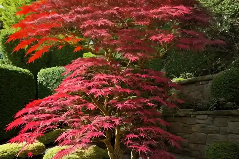 Acer palmatum ‘trompenburg’ (japanese maple) — photo 3