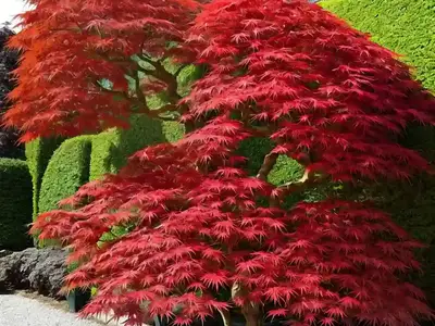 Acer Palmatum ‘Trompenburg’ (Japanese Maple)