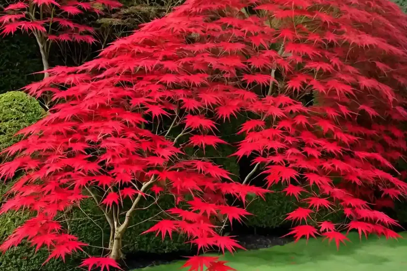 Acer palmatum ‘twombly’s red sentinel’ (japanese maple) — photo 2