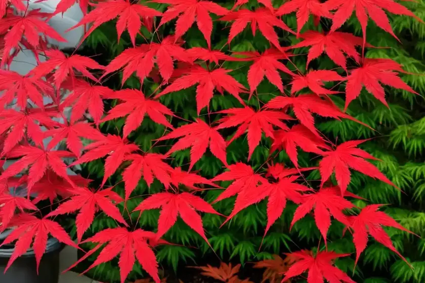 Acer palmatum ‘twombly’s red sentinel’ (japanese maple) — photo 3
