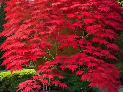 Acer Palmatum ‘Twombly’s Red Sentinel’ (Japanese Maple)