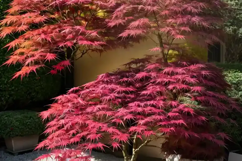 Acer palmatum ‘ukigumo’ (japanese maple) — photo 3