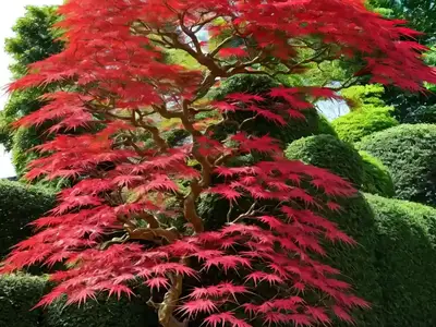 Acer Palmatum ‘Ukigumo’ (Japanese Maple)
