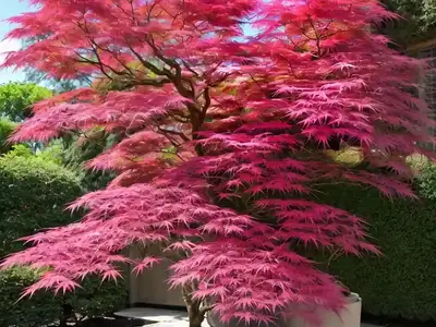 Acer Palmatum ‘Wilson’s Pink Dwarf’ (Japanese Maple)