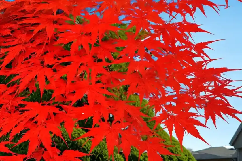Acer Palmatum ‘Winter Flame’ (Coral Bark Maple) — photo 2