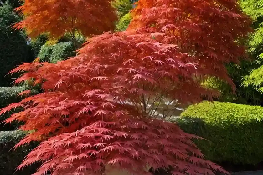 Acer Palmatum ‘Winter Flame’ (Coral Bark Maple) — photo 3