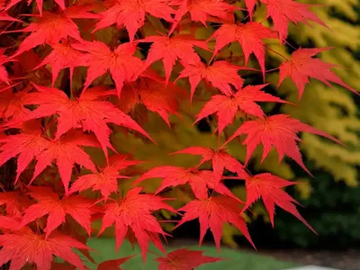 Acer Palmatum ‘Winter Flame’ (Coral Bark Maple)