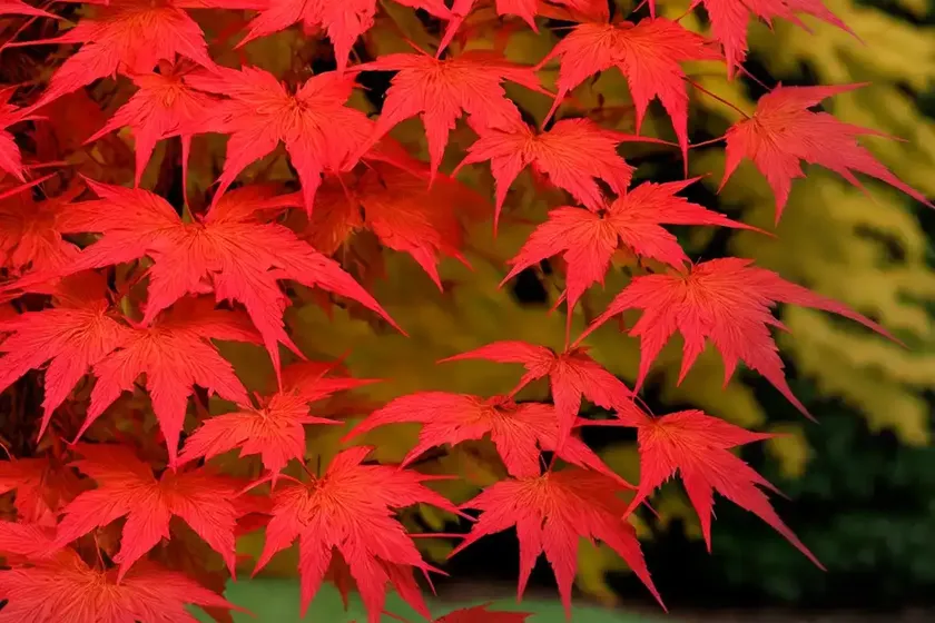 Acer Palmatum ‘Winter Flame’ (Coral Bark Maple)