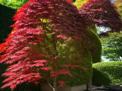 Acer Palmatum ‘Yasemin’ (Japanese Maple)