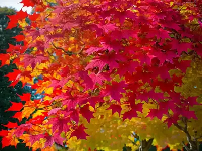 Acer Platanoides ‘Crimson King’ (Norway Maple)