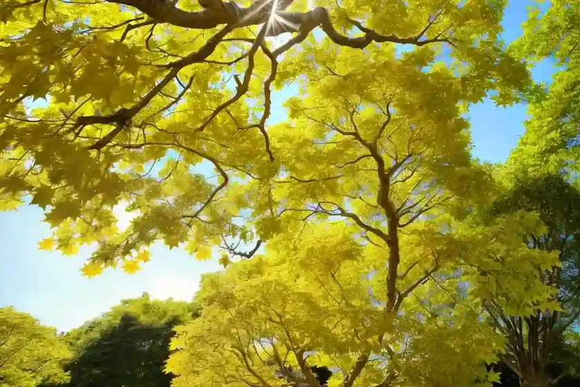 Acer platanoides (norway maple) — photo 3
