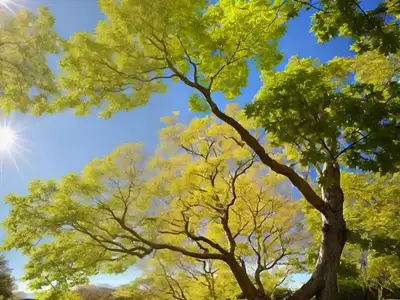 Acer Platanoides (Norway Maple)