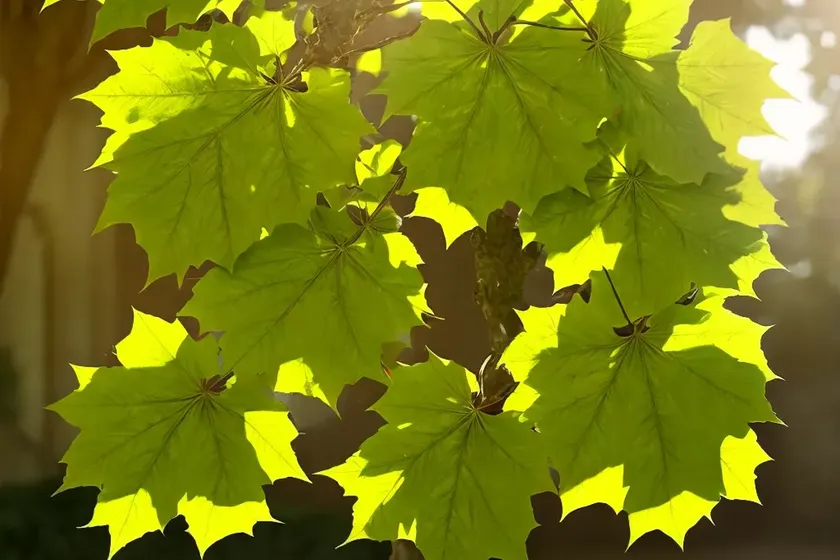 Acer pseudoplatanus ‘brilliantissimum’ (sycamore maple) — photo 2