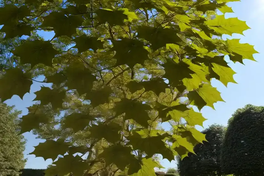 Acer pseudoplatanus ‘brilliantissimum’ (sycamore maple) — photo 3