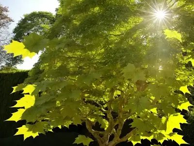 Acer Pseudoplatanus ‘Brilliantissimum’ (Sycamore Maple)