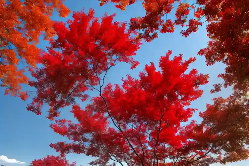 Acer rubrum (red maple) — photo 3