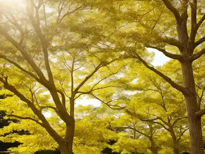 Acer Saccharum (Sugar Maple)