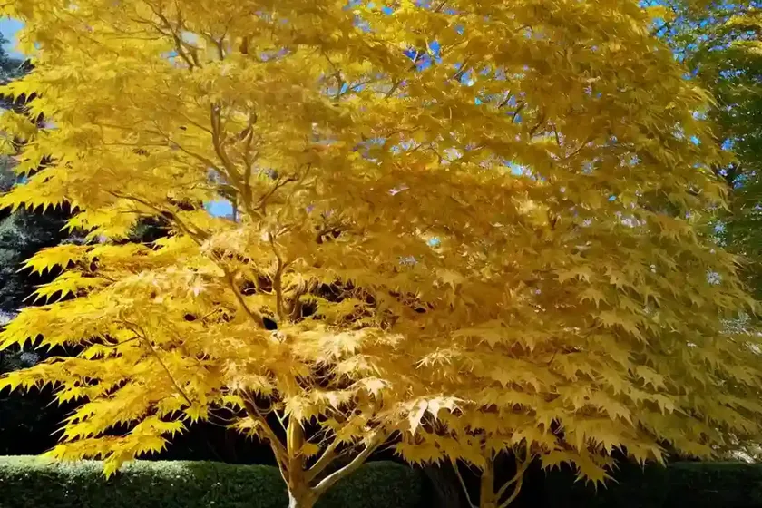 Acer shirasawanum ‘aureum’ (golden full moon maple) — photo 2