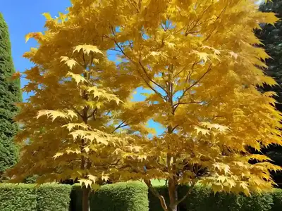Acer Shirasawanum ‘Aureum’ (Golden Full Moon Maple)