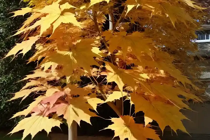 Acer shirasawanum ‘autumn moon’ (full moon maple) — photo 2