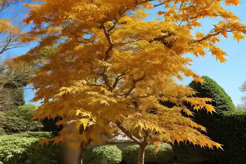 Acer shirasawanum ‘autumn moon’ (full moon maple) — photo 3