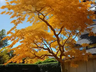 Acer Shirasawanum ‘Autumn Moon’ (Full Moon Maple)