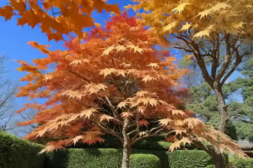 Acer shirasawanum ‘jordan’ (full moon maple) — photo 2