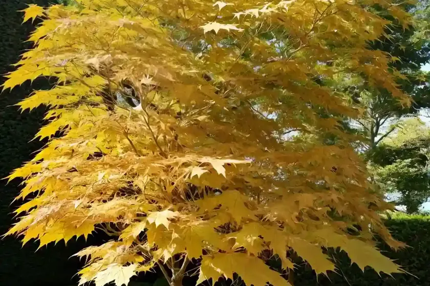 Acer shirasawanum ‘jordan’ (full moon maple) — photo 3