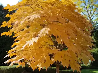 Acer Shirasawanum ‘Jordan’ (Full Moon Maple)