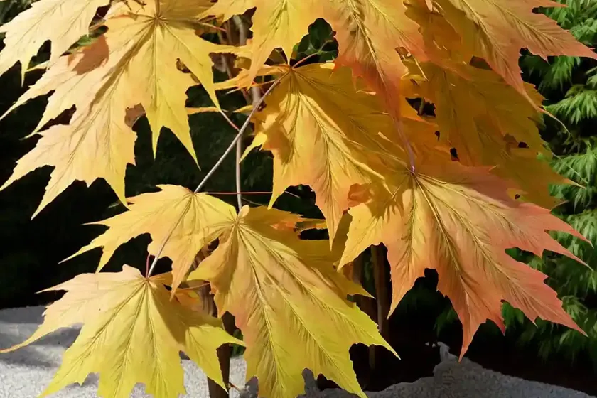 Acer shirasawanum ‘kawaii’ (full moon maple) — photo 3