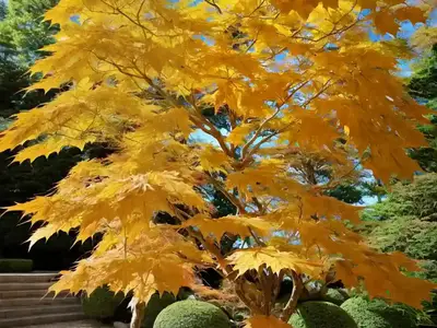 Acer Shirasawanum ‘Kawaii’ (Full Moon Maple)