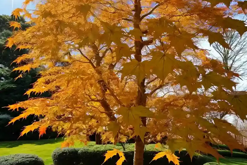 Acer shirasawanum ‘moonrise’ (full moon maple) — photo 2