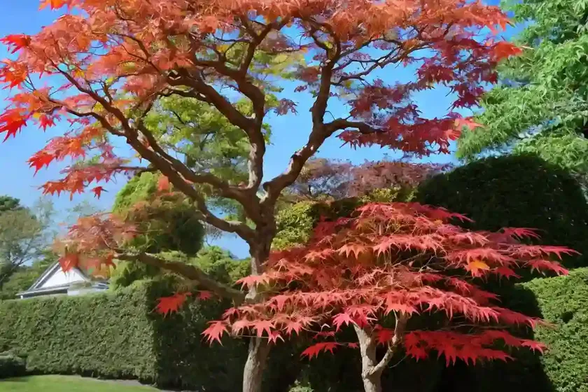 Acer shirasawanum ‘moonrise’ (full moon maple) — photo 3