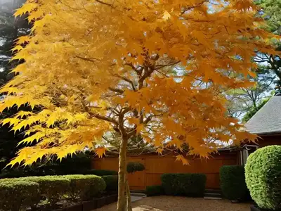 Acer Shirasawanum ‘Moonrise’ (Full Moon Maple)