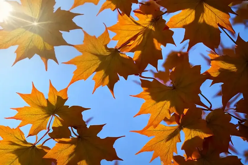 Acer triflorum (three-flowered maple) — photo 2