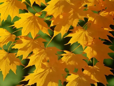 Acer Triflorum (Three-Flowered Maple)